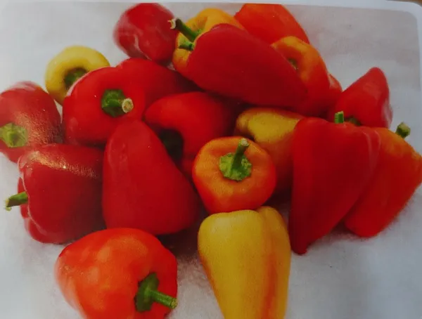 10 Red Belgian Sweet Pepper Seed Delicious Tasty Fresh Garden - $9.50