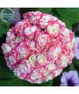 10 Geranium Appleblossom Rosebud Zonal Beautiful - $8.41 CAD