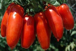 SRN San Marzano 30 Seeds Red TomatoItalian Roma Pasta Salsa Garden - $6.84