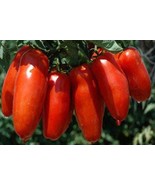 SRN San Marzano 30 Seeds Red TomatoItalian Roma Pasta Salsa Garden - $9.35 CAD