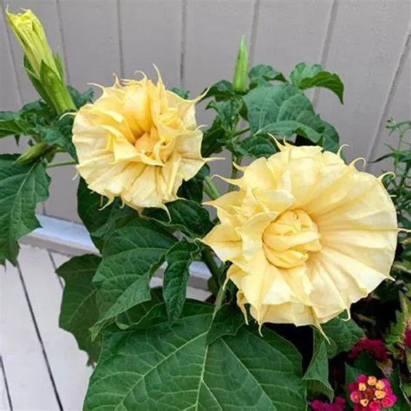 10 Ballerina Yellow Angel Trumpet Seeds Flowers Seed Brugmansia Datura 627 Fresh - £13.85 GBP