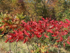 20 Seeds Winged Sumac Rhus Copallinum - £15.42 GBP