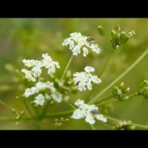 Common Caraway. 300 Seeds. - £1.57 GBP