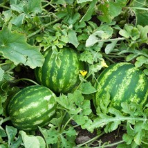 Exotic Watermelon Pink Frosty Seeds - 5 Lush Planting Seeds, Create Your Own Fru - £5.59 GBP