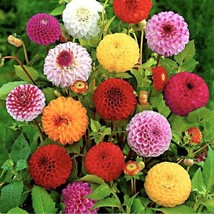 New Fresh USA Seller 30 Pompon Dahlia Flower Seeds - £11.29 GBP