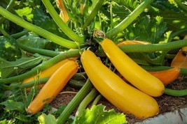 Golden Zucchini Summer Squash Seeds | Heirloom | Vegetable | Fresh FRESH - $11.71