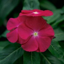 USA Seller Vinca Seeds Vinca Virtuosa Raspberry 25 Seeds Flower Seeds - £12.29 GBP