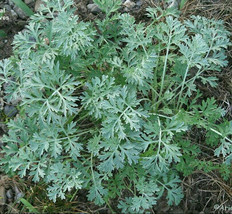 Wormwood Seeds ~Artemisia absinthium~ Absinthe Spirit ~ Drought Tolerant Perenni - £2.37 GBP