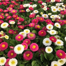 200 English Daisy Flower Seeds Fresh Seeds From US - £10.45 GBP