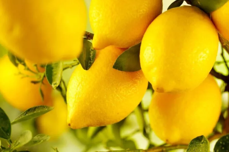 5 Villafranca Lemon Seeds for Garden Planting - $7.97