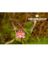 THELYMITRA LUTEOCILIUM AUSTRALIAN TERRESTRIAL ORCHID TUBER - $49.00