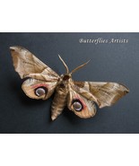 Oriental Eyed Hawkmoth Smerinthus Planus Real Moth Framed Entomology Sha... - $1,303.64 MXN