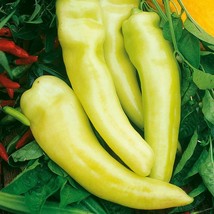 Sweet Banana Pepper Seeds 50 Yellow Vegetable Garden Fresh Garden - $3.98