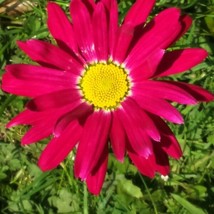 100 Red Robinsons Daisy Painted Chrysanthemum Coccineum Pyrethrum Flower... - £15.72 GBP