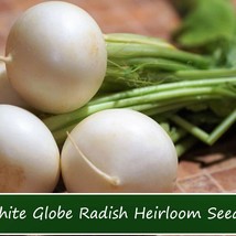 New Fresh Radish Vegetable Seeds White Globe Radish 100 Seeds All Natural Delici - $19.36