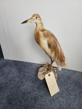 KR3 Squacco Heron (Ardeola Ralloides) Bird Mount Taxidermy - £335.12 GBP