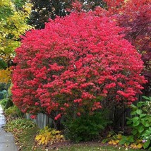 2 Live Burning Bush Hedge Border 1-2 Ft Tall No Ready To Plant Vibrant C... - $1,220.23 MXN