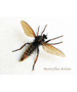 Giant Bee-mimic Robber Fly Laphria Species Rare Framed Entomology Shadow... - $135.38 CAD