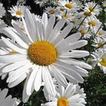 Exotic 200 Alaska Shasta Daisy Perennial Seeds. USA Seeds. Organic. Ship... - $3.16