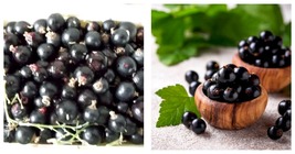 Black Currant Seeds 400 Seeds Home and Garden - $29.99