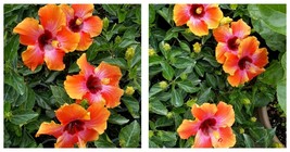 3 TO 5 INCHES TALL EXOTIC HAWAIIAN SUNSET~FIESTA HIBISCUS STARTER LIVE P... - $25.99