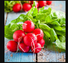 VP Early Scarlet Globe Radish Vegetable 25 Seeds - £3.52 GBP