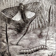 The Caterpillar Fungus Mycology 1878 Victorian Medical Anatomy Print DWV6C - £23.91 GBP