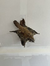 Beautiful Adorable Flying Squirrel Small Animal Taxidermy Mount Art Wild... - $350.00