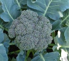 10000 Broccoli Waltham 29 Great Heirloom Vegetable Bulk Seeds - $12.00