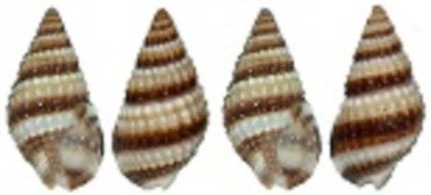 sea shell lot of 100 Nassarius Phyrrus tiny craft aquarium nautical natu... - $8.54