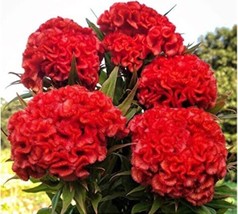 Fresh Seeds 30 Celosia Chief Persimmon seeds - £7.07 GBP