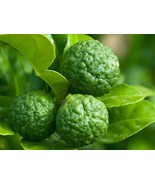 SL 30 Seeds Thai Kaffir Lime Seeds Citrus Hystrix Bergamot Seeds Source ... - $5.52