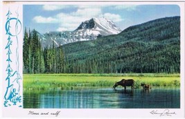 Alberta Postcard Moose And Calf Canadian Rockies - £1.14 GBP