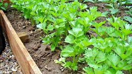 1000 Tall Utah Celery Seeds Organic Heirloom Vegetable Summer Garden Container - £9.57 GBP