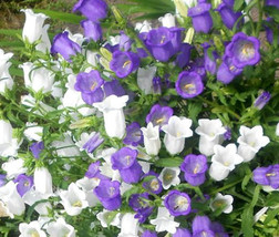 Canterbury Bells Cup And Saucer Mix Campanula Medium 5000 Bulk Seeds Gar... - $39.98