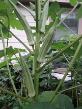 80 Texas Longhorn Okra Seeds Green Cowhorn Type Okra Super Prolific Gardening US - £10.93 GBP