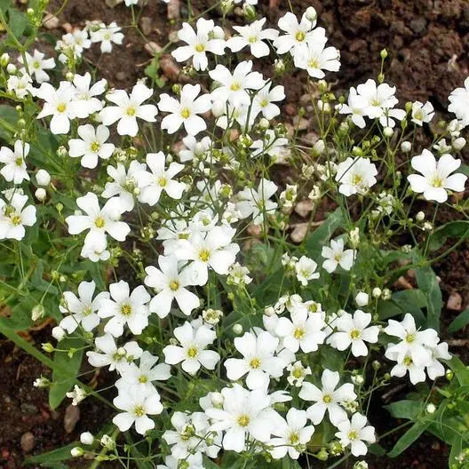 Baby&#39;S Breath White 18&quot; Tall Cut-Flowers Popular Usa Non-Gmo Heirloom 20... - £6.34 GBP