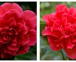 KRAMER&#39;S SUPREME Camellia Japonica Live STARTER Plant DEEP CRIMSON RED - $51.93