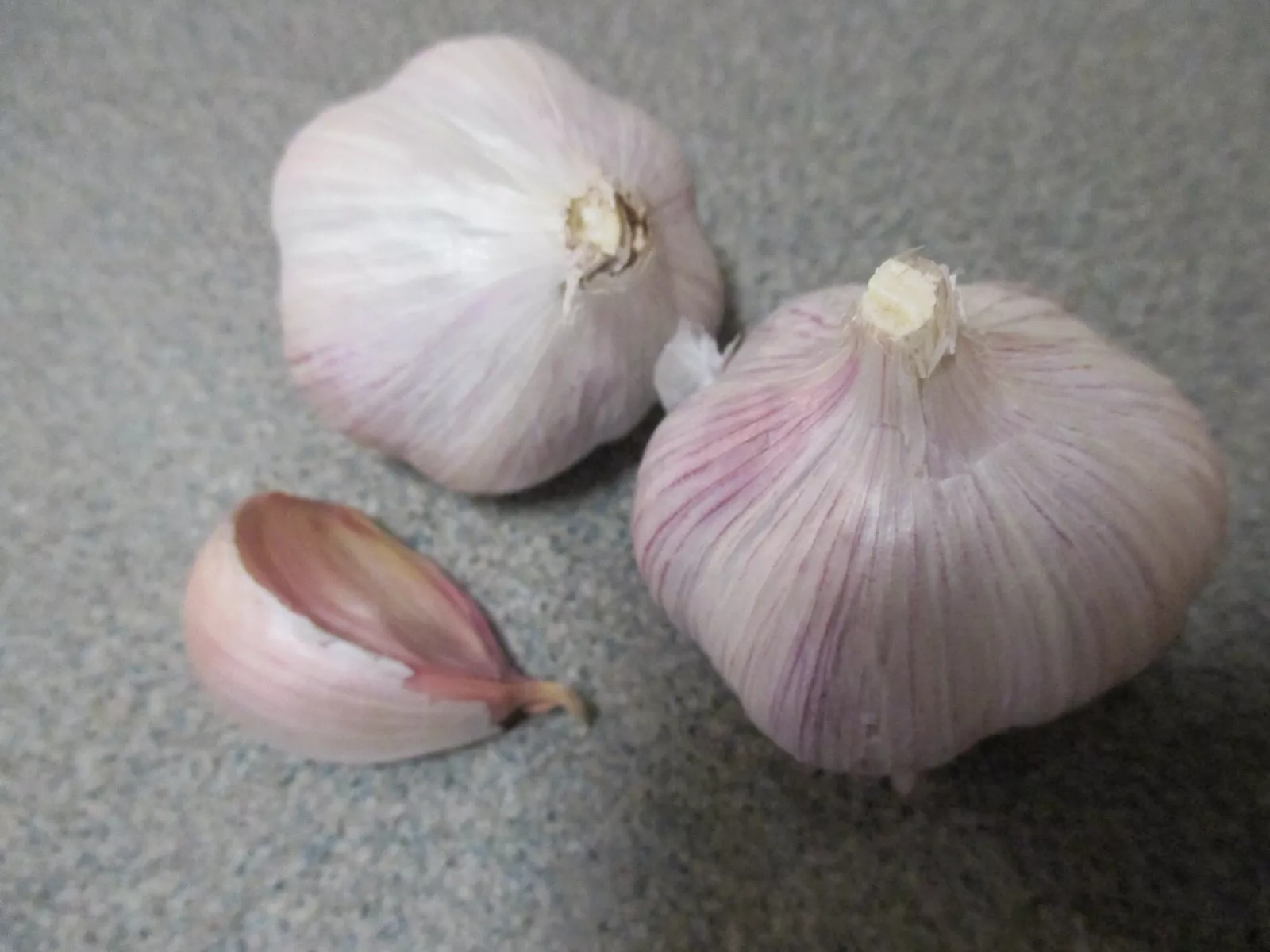 Gourmet Chesnok Red Garlic Bulbs for Spring Planting Growing - $9.99