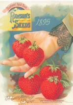 x8 Michel &amp; Company John Grossman Collection Seed Catalog Postcards - $19.79