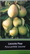 LECONTE PEAR 4-6 F Tree Plants Fruit Trees Plant Juicy Sweet Delicious P... - $140.60