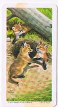 Brooke Bond Red Rose Tea Card #21 Red Fox Animals &amp; Their Young - $0.98