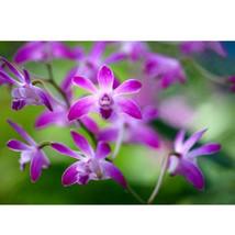 1 Pod Dendrobium Officinale Seeds Flower Powder Purple Flowers Gardening - $21.22