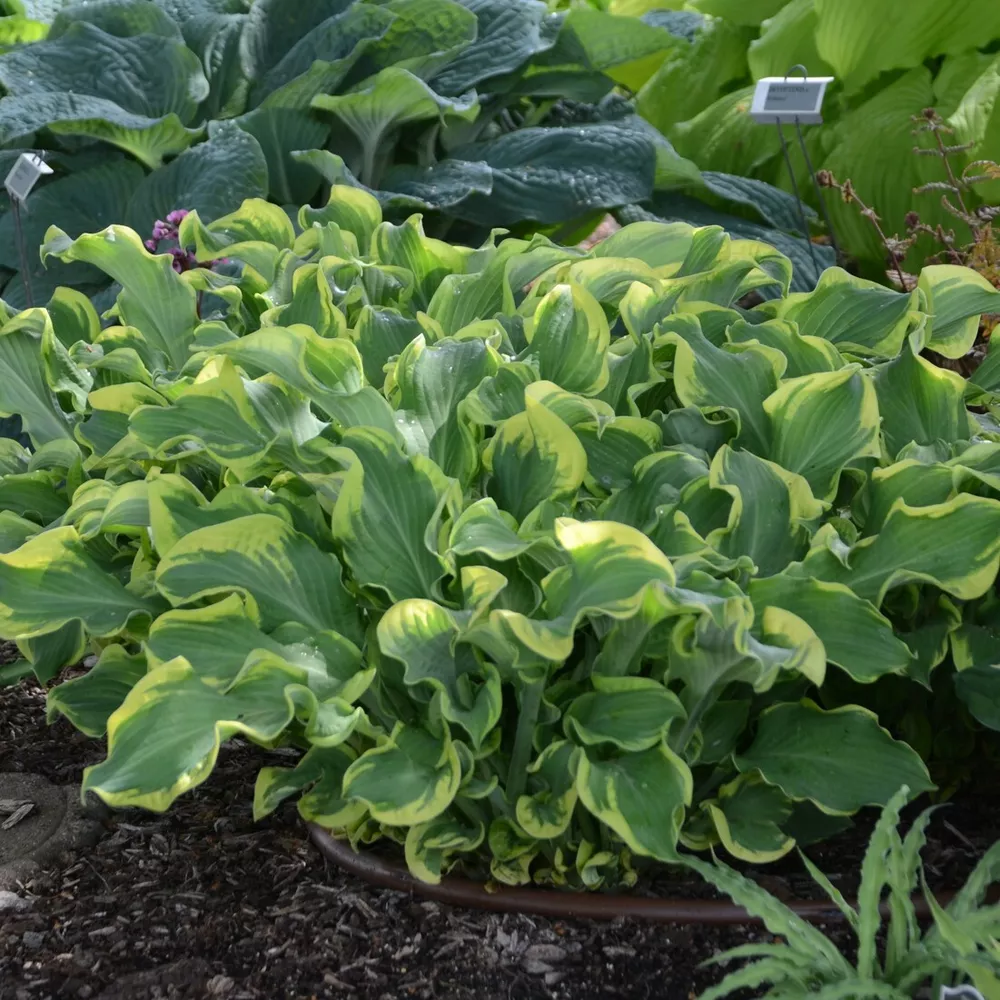Hosta Wheee! Well Rooted 5.25 Inch Pot Perennial Plant Hosta Shade - £28.62 GBP