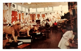 Morse Taxidermy Museum Animal Skins Tusks Warren NH Dexter Postcard c1960s (c) - $14.99