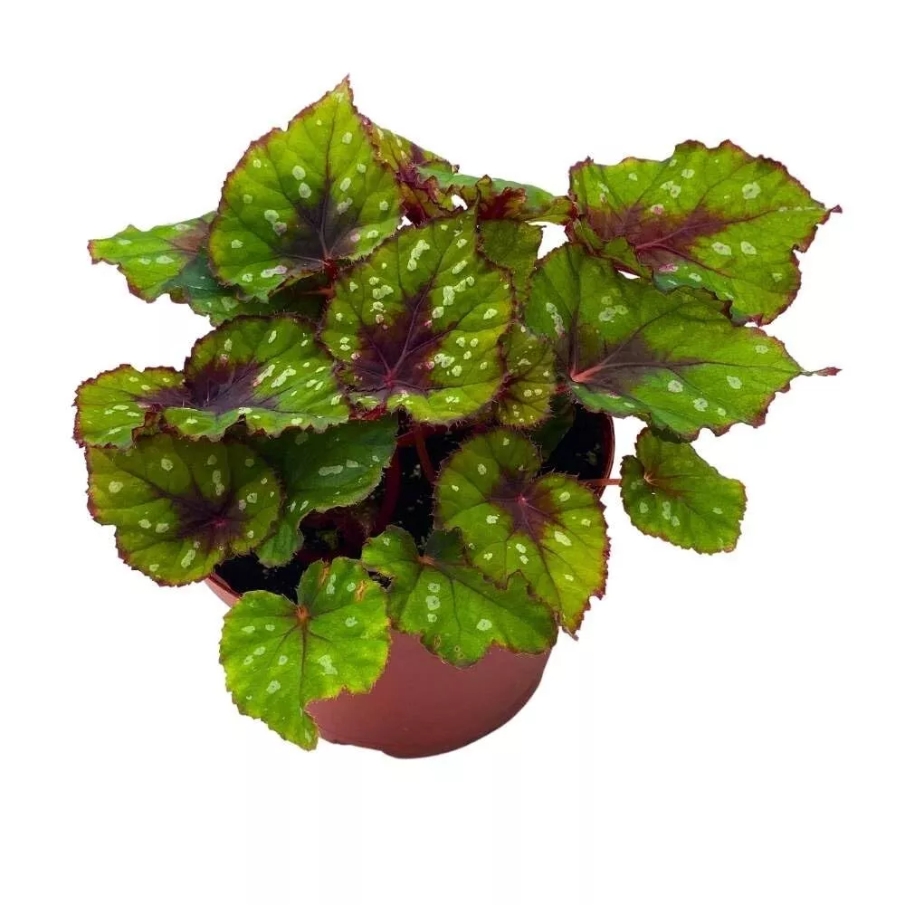 Grin in Begonia Rex Green and Red with White Spots - £49.26 GBP