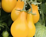 Yellow Pear Tomato Seeds Heirloom Non Gmo Fresh Harvest Fast Shipping - £7.22 GBP