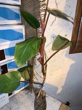 Philodendron Red Emerald (Philodendron Erubescens) well rooted plant in pot - £15.15 GBP