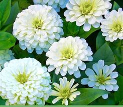 Zinnia Polar Bear Flower Seeds - $4.47