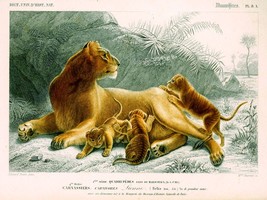 9100.Decoration Poster.Home wall.Room art design.Lioness and cubs.Wildlife decor - £12.77 GBP+
